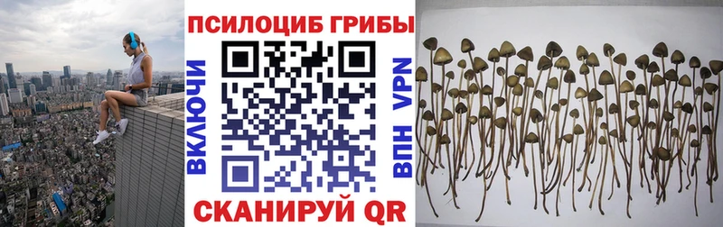 Псилоцибиновые грибы Psilocybe  Купить где  Апрелевка 